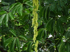 Dioscorea pentaphylla