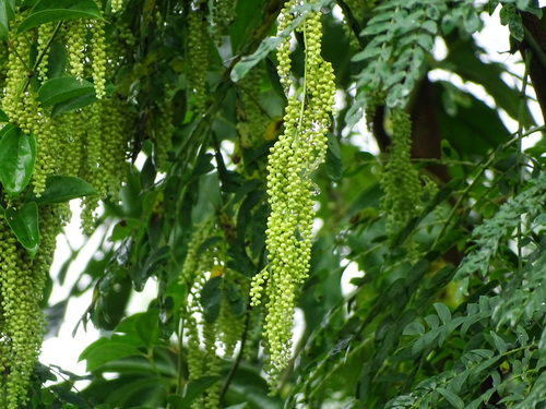 Image of Fiveleaf Yam by no rights reserved