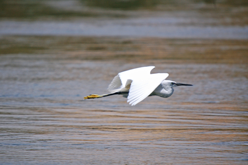 Little Egret
