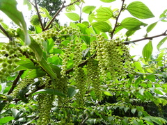 Dioscorea pentaphylla