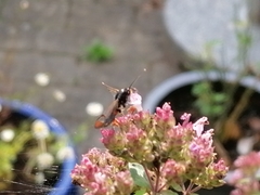 Synanthedon formicaeformis