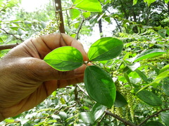 Dioscorea pentaphylla