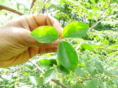 Dioscorea pentaphylla