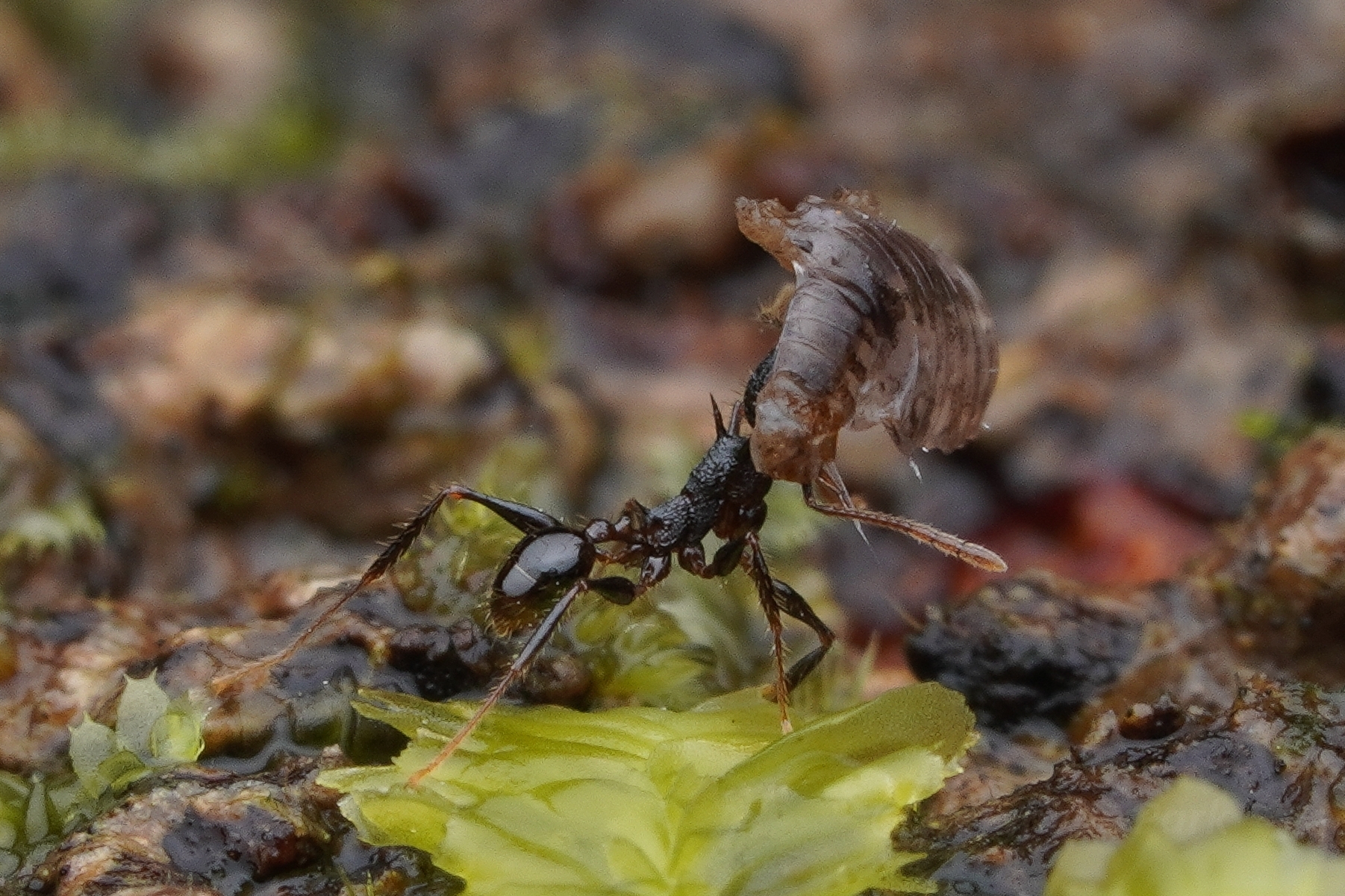 Pheidole acantha