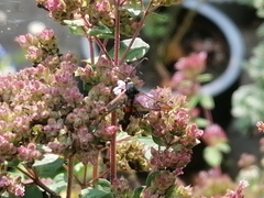 Synanthedon formicaeformis