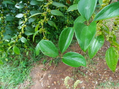 Dioscorea pentaphylla