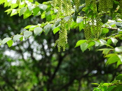 Dioscorea pentaphylla