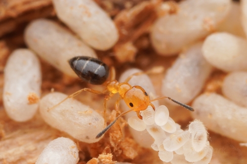 Plagiolepis bicolorPlagiolepis bicolor