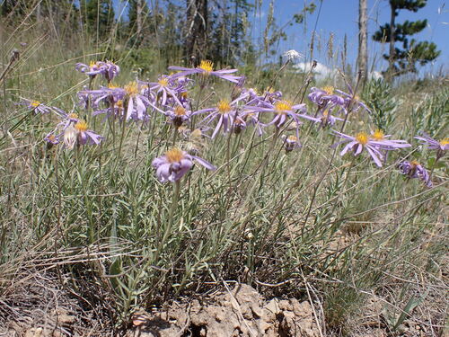 Rocky Mountain Aster (Ionactis stenomeres)