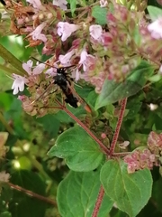 Synanthedon formicaeformis