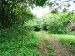 Dioscorea pentaphylla