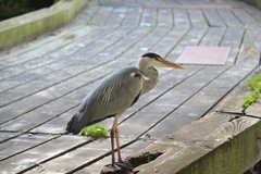 Ardea cinerea