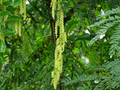 Dioscorea pentaphylla