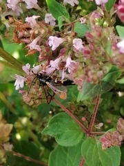 Synanthedon formicaeformis
