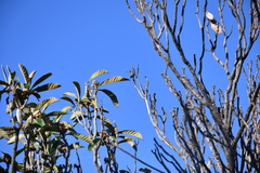 Cynanthus latirostris