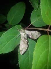 Callambulyx tatarinovii