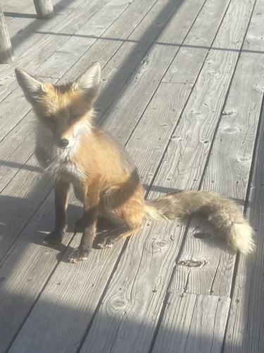 Red Fox photographed in Montana