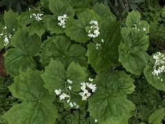 Diphylleia grayi