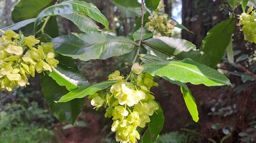 Dodonaea viscosa observed 2025-02-14