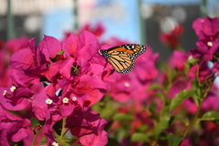 Danaus plexippus