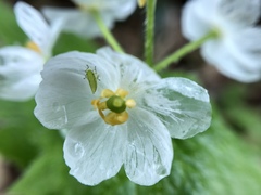 Diphylleia grayi