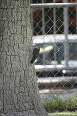 Melanerpes aurifrons