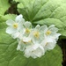 Skeleton Flower - Photo (c) nanying, some rights reserved (CC BY-NC), uploaded by nanying