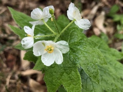 Diphylleia grayi