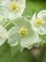 Diphylleia grayi