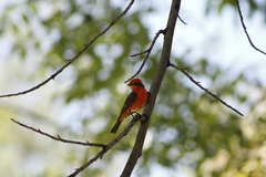 Pyrocephalus rubinus