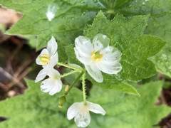 Diphylleia grayi
