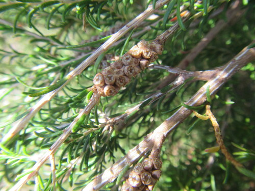 Image of Melaleuca parvistaminea by (c) douglaseustonbrown, some rights reserved (CC BY-SA)