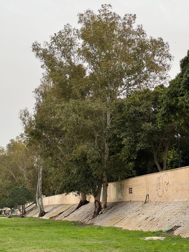 Avistamiento Eucalyptus camaldulensis