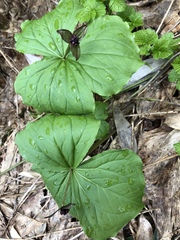 Trillium apetalon