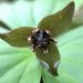 Trillium apetalon - Photo (c) nanying, some rights reserved (CC BY-NC), uploaded by nanying