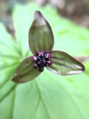 Trillium apetalon