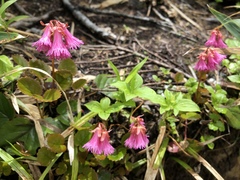 Schizocodon soldanelloides