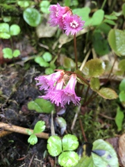 Schizocodon soldanelloides