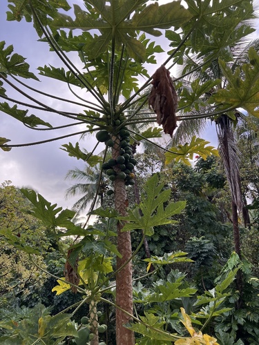 Carica papaya observed 2025-02-15