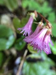 Schizocodon soldanelloides