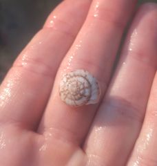 Anguispira strongylodes