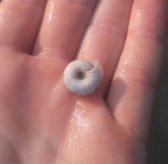 Anguispira strongylodes