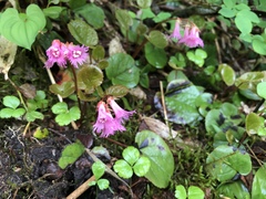 Schizocodon soldanelloides