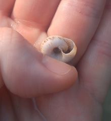 Anguispira strongylodes