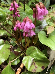 Schizocodon soldanelloides