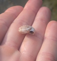 Anguispira strongylodes