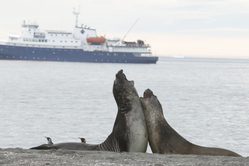 Two southern elephant seals raising their heads on a shore at St Andrew's Bay, South Georgia
