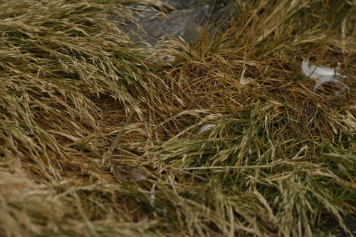 Image of Deschampsia antarctica by no rights reserved