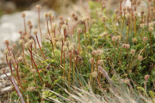 Lesser Burnet (Acaena tenera)