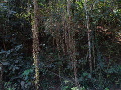 Diplocyclos palmatus